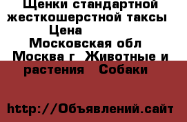 Щенки стандартной жесткошерстной таксы › Цена ­ 25 000 - Московская обл., Москва г. Животные и растения » Собаки   